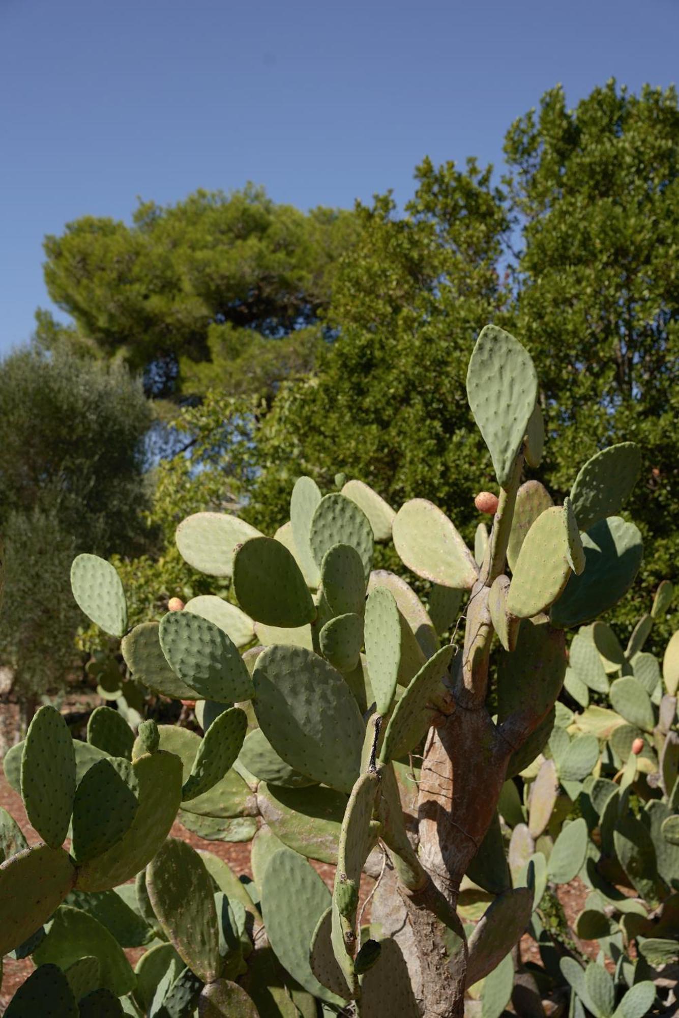 Masseria Paradiso Ostuni Luaran gambar